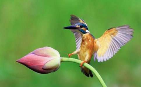 ���P(gu��n)���B(ni��o)�̰���ƪ