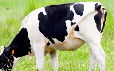 ���x��ţ�̌W�̰�