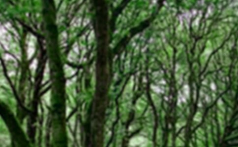 ɭ�ַ���̰������x6ƪ��