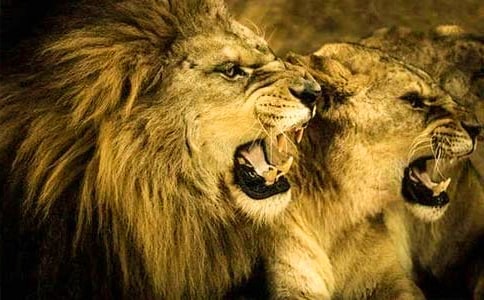 ���{�������^���(15ƪ)