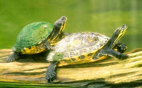 С�W���ɐ۵�С��������