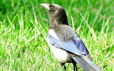 �����cϲ�o