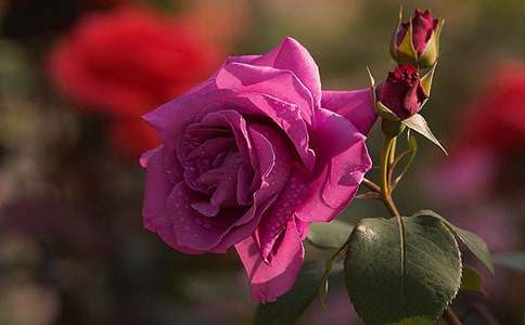 �¼����B��