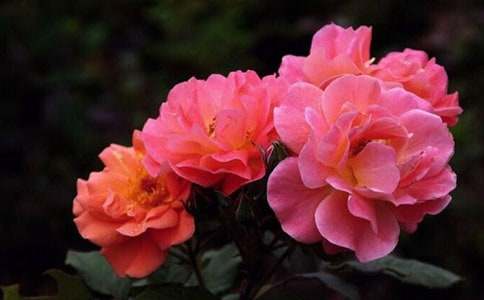 �����¼���Ǥ�巽��