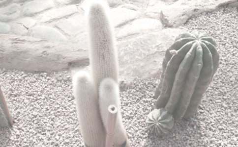 ������ʡɭ��ֲ��@���o�l����ȫ�ģ�