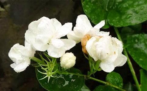 ����������p�Ľ̌W����