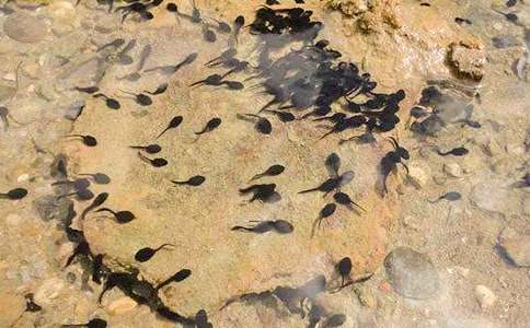 ��С����ҋ������Ľ̰�